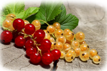 vyraschivanie-krasnoy-i-beloy-smorodiny-2